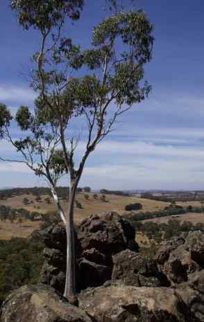 Lone tree Hanging Rock